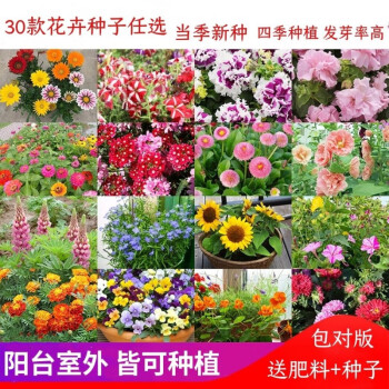 細(xì)辛花種子大全易養(yǎng)活室內(nèi)室外懶人花好養(yǎng)太陽花向日葵滿天星.