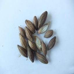 桂花種子 桂花種子價(jià)格價(jià)格 桂花種子 桂花種子價(jià)格型號(hào)規(guī)格