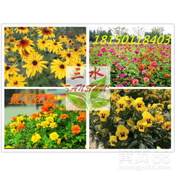 【云南省保山市綠化專用時(shí)令花卉都有哪些】-