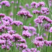 2020花卉種子種苗價(jià)格 報(bào)價(jià) 花卉種子種苗批發(fā) 第2頁 種子網(wǎng)