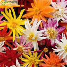 【大麗花種子】最新最全大麗花種子 產(chǎn)品參考信息