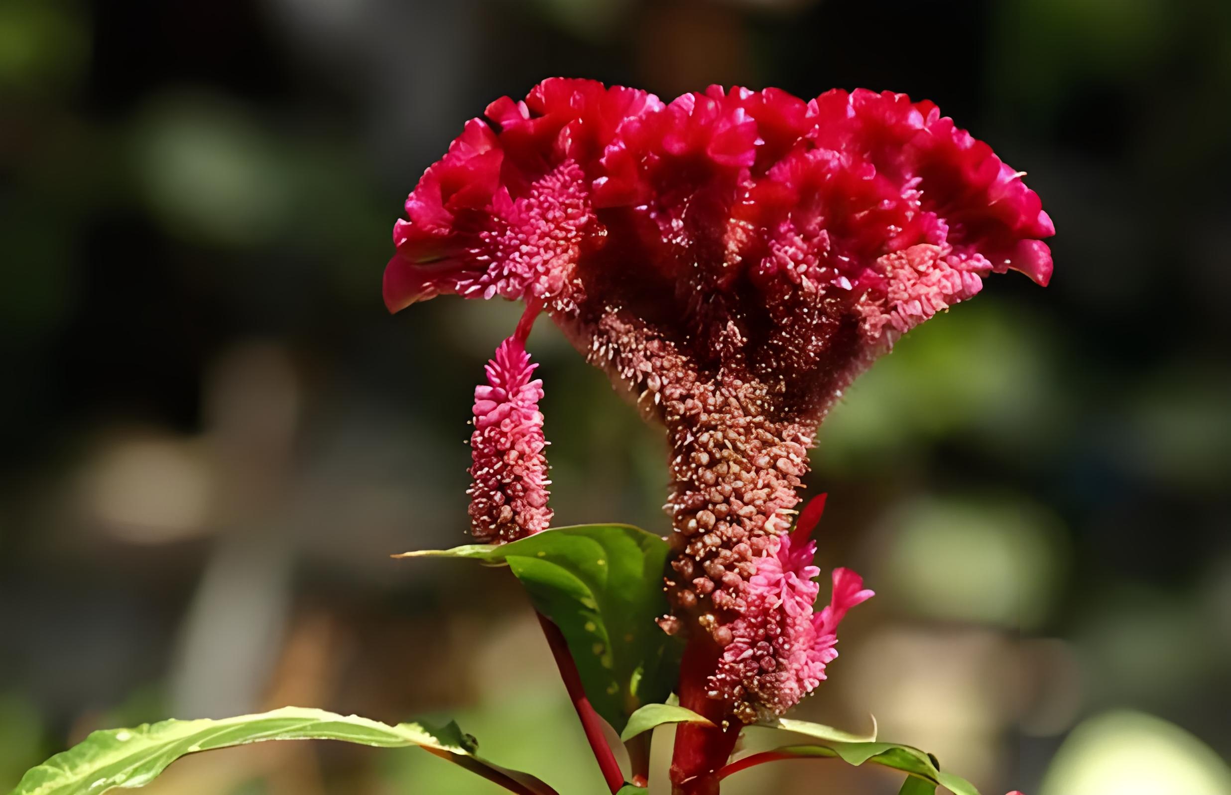 鳳尾雞種子雞冠花冠狀冠花 庭院陽臺(tái)花卉盆栽花籽 .
