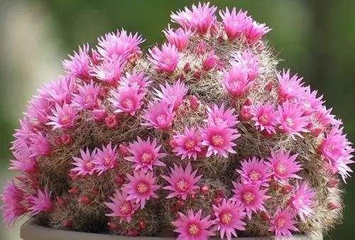 新手最易養(yǎng)的8種花卉,簡單好活,懶人必讀