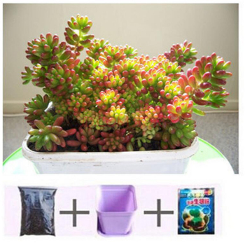 花卉種子春季播 四季陽(yáng)臺(tái)室內(nèi)植物盆栽 多肉玫瑰花草莓套餐 買3送1 虹之玉【圖片 價(jià)格 品牌 報(bào)價(jià)】-京東