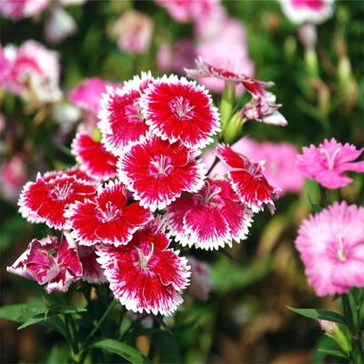 彩葉花卉種子 美國(guó)石竹種子 五彩石竹種子 觀花花卉