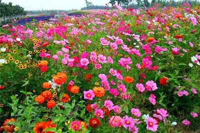 哪里是野花組合種子主產(chǎn)地?