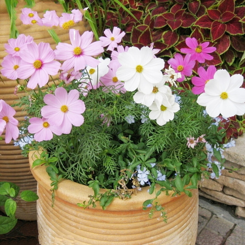 波斯菊種子混色 格?；ǚN子 野花組合種子 花卉 花籽春播綠植家庭園藝小盆栽 高桿混合半斤