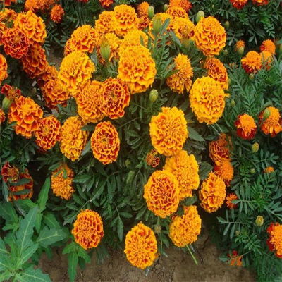 孔雀草種子 景逸種業(yè) 孔雀草種子價(jià)格