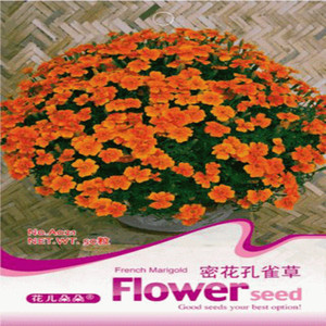 【臭草種子】臭草種子價(jià)格/圖片_臭草種子批發(fā)/采購(gòu)_臭草種子廠家/供應(yīng)商