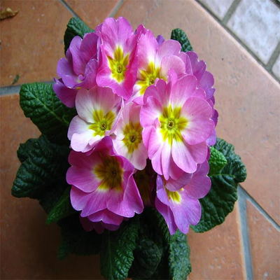 進(jìn)口歐洲報(bào)春苗 報(bào)春小苗 景逸種業(yè) 花卉種子齊全 苗子種類齊全