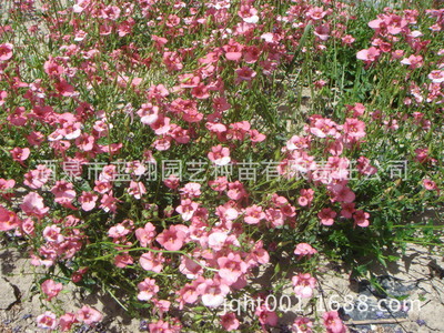 廠家直銷優(yōu)良花卉種子、景觀綠化種子、稀有品種花卉、雙距花種子 圖片_高清大圖 