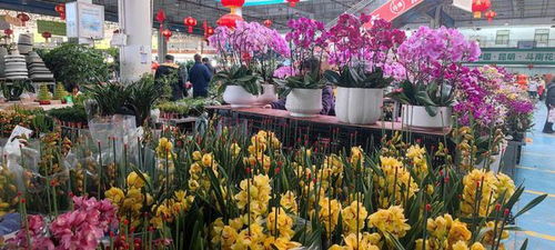 憶鄉(xiāng)愁 品年味 過(guò)年抱盆花,新年一定發(fā) 花 樣儀式感漸成一種新年俗