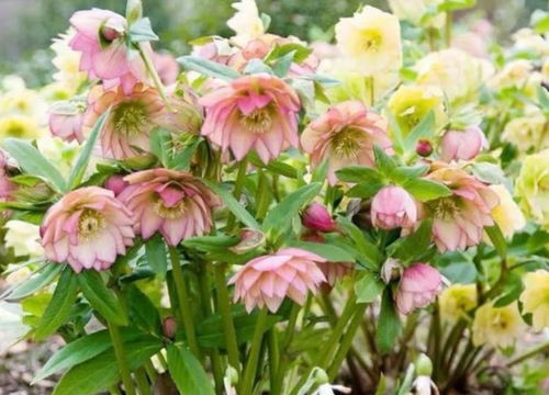 養(yǎng)花就養(yǎng)這幾款,全年開花不停,爆盆美如花,枝頭竄滿花苞