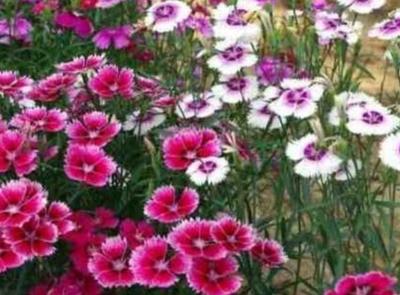 五彩石竹種子多久發(fā)芽