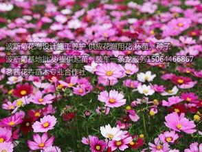 波斯菊花卉種子報價 廠家