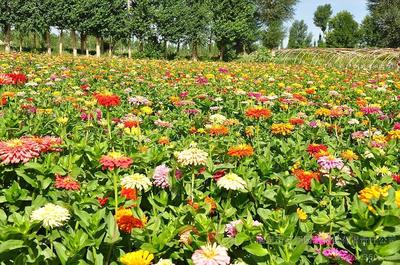 供應(yīng)組合草花組合花卉種子、草花組合(輝煌系列)