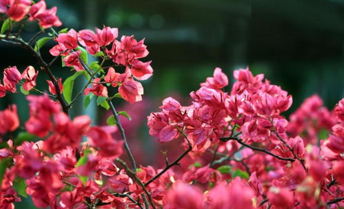 開花植物養(yǎng)得多 想要開花爆盆,促花肥要準(zhǔn)備2種才行