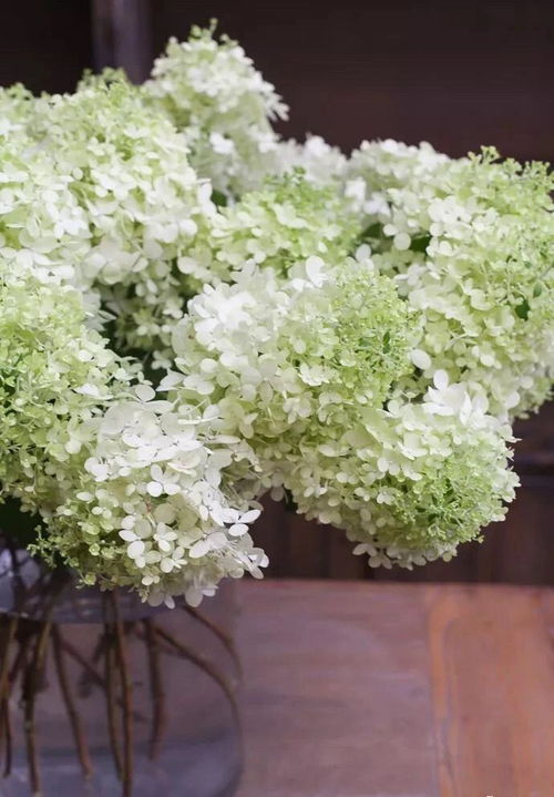 【學(xué)庚花藝培訓(xùn)?；ㄋ噹熁舅仞B(yǎng)】-