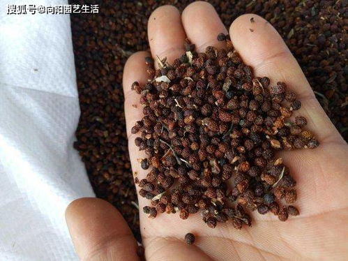 9塊9的花種子,值不值得買 買回家就上當(dāng),都是 智商稅