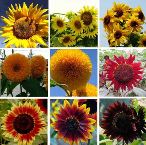 向日葵種植指南 培育積極健康的花朵 植株 多肉植物 網(wǎng)易訂閱