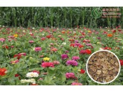 超級矮生野花組合種子批發(fā)-花啦啦品牌|花卉種子|花卉盆景|供應(yīng)信息|597苗木網(wǎng)