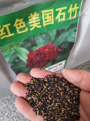 常夏石竹新種子批發(fā)矮生花卉種子供應(yīng)