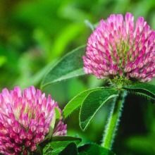 2019花卉種子種苗價格 報價 花卉種子種苗批發(fā) 第2頁 種子網(wǎng)