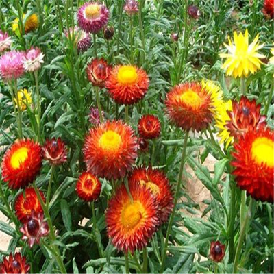 花鏡 花海 花境類 景觀草花麥稈菊 種子及杯苗