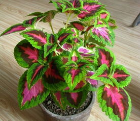 無類目 百貨 園藝用品 含羞怒放園藝店 蘑菇街優(yōu)店