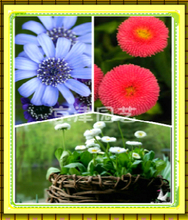 【瑪格麗特種子】最新最全瑪格麗特種子 產(chǎn)品參考信息