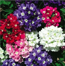 【花種子四季開花】最新最全花種子四季開花 產(chǎn)品參考信息