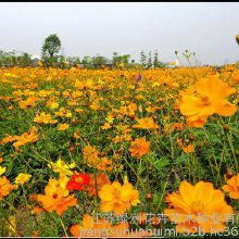綠洲花卉種子價格 綠洲花卉種子批發(fā) 綠洲花卉種子廠家 綠洲花卉種子大全 