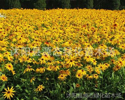 供應花卉種子 金光菊種子 黑心菊種子 盆栽種植 陽臺種植