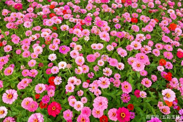 [百日草種子批發]百日草種子 價格55元/斤 - 惠農網