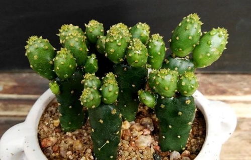 這10種招財花,越養越有錢,好多人家都養了