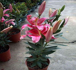 個舊百合種苗 個舊百合種苗批發 夏春花卉 推薦商家