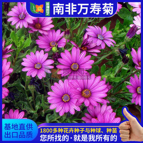 花卉種子南非萬壽菊盆栽景觀萬壽菊種子批發喜涼爽氣候花種子批發