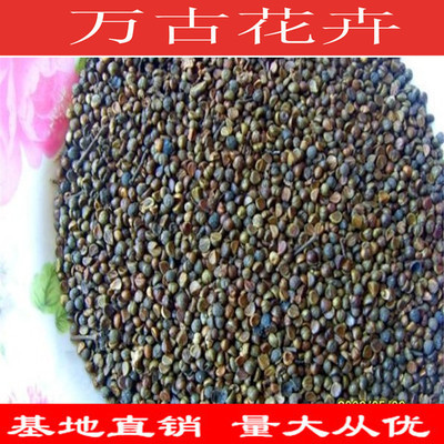 種苗、種子、種球-批發(fā)新采花卉種子 爬山虎種子 攀援觀葉植物 四季播易種-種苗、.