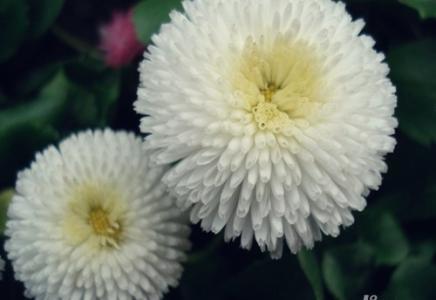 機敏代表生肖蛇 你的敏銳高于別人,成功只差一點點