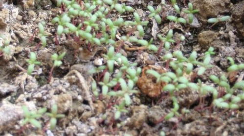 春天播種這3種花卉,種子埋土里就能活