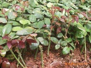 供應玫瑰花種子種苗,花卉種子種苗,玫瑰花苗