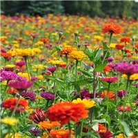 「花卉種子」2024花卉種子價格-圖片-產(chǎn)地-報價多少錢