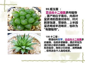 100種室內(nèi)常見植物養(yǎng)護(hù)環(huán)境大全 送給你