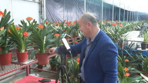 山東龍口 塑料廠變身花卉園,小蘭花帶來大產(chǎn)業(yè)