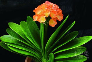 君子蘭開花后怎么養(yǎng)護(hù)