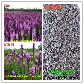 公布花卉蛇鞭菊種子調(diào)整后價(jià)格