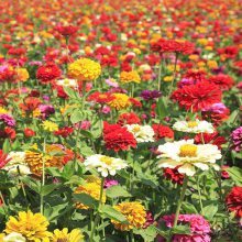 【批發(fā)百日草種子 百日菊種子 四季播種易活混色百日草種子庭院陽臺(tái)景觀花卉種子圖片】批發(fā)百日草種子 百日菊種子 四季播種易活混色百日草種子庭院陽臺(tái)景觀花卉種子