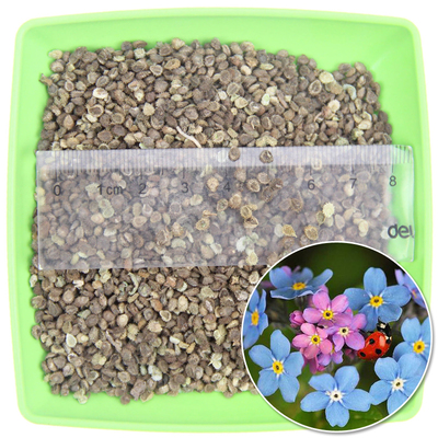 勿忘草種子 藍(lán)色小花勿忘我種子 室內(nèi)陽臺(tái)盆栽花卉種子易活播種