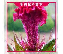 時(shí)令草花