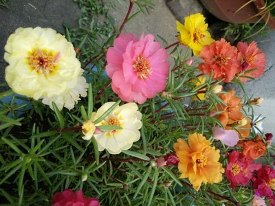 銷售太陽花種子 半枝蓮種子 太陽花種子價(jià)格 太陽花種子批發(fā) 貨到付款 量大從優(yōu)